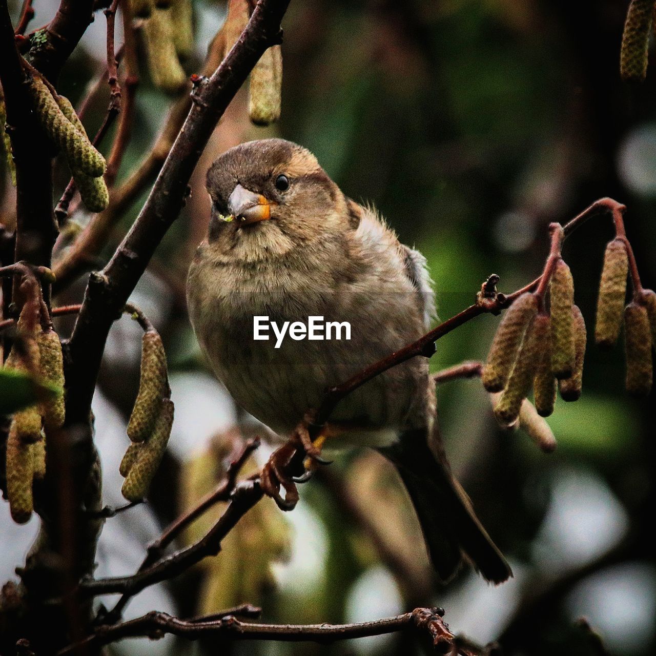 CLOSE-UP OF SPARROW PERCHING ON TWIG