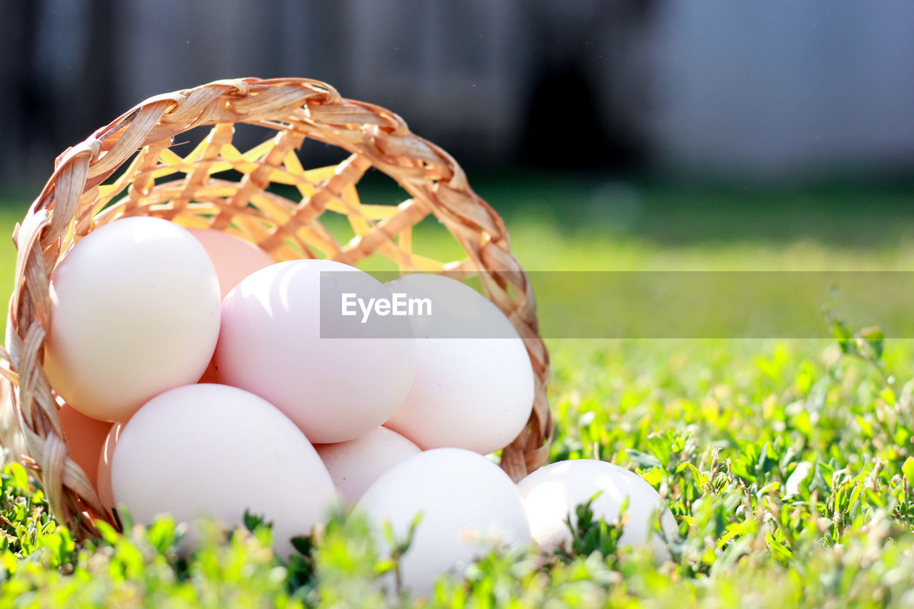 Chicken eggs in a wicker basket  next to chickens in the background, ecological food, farming