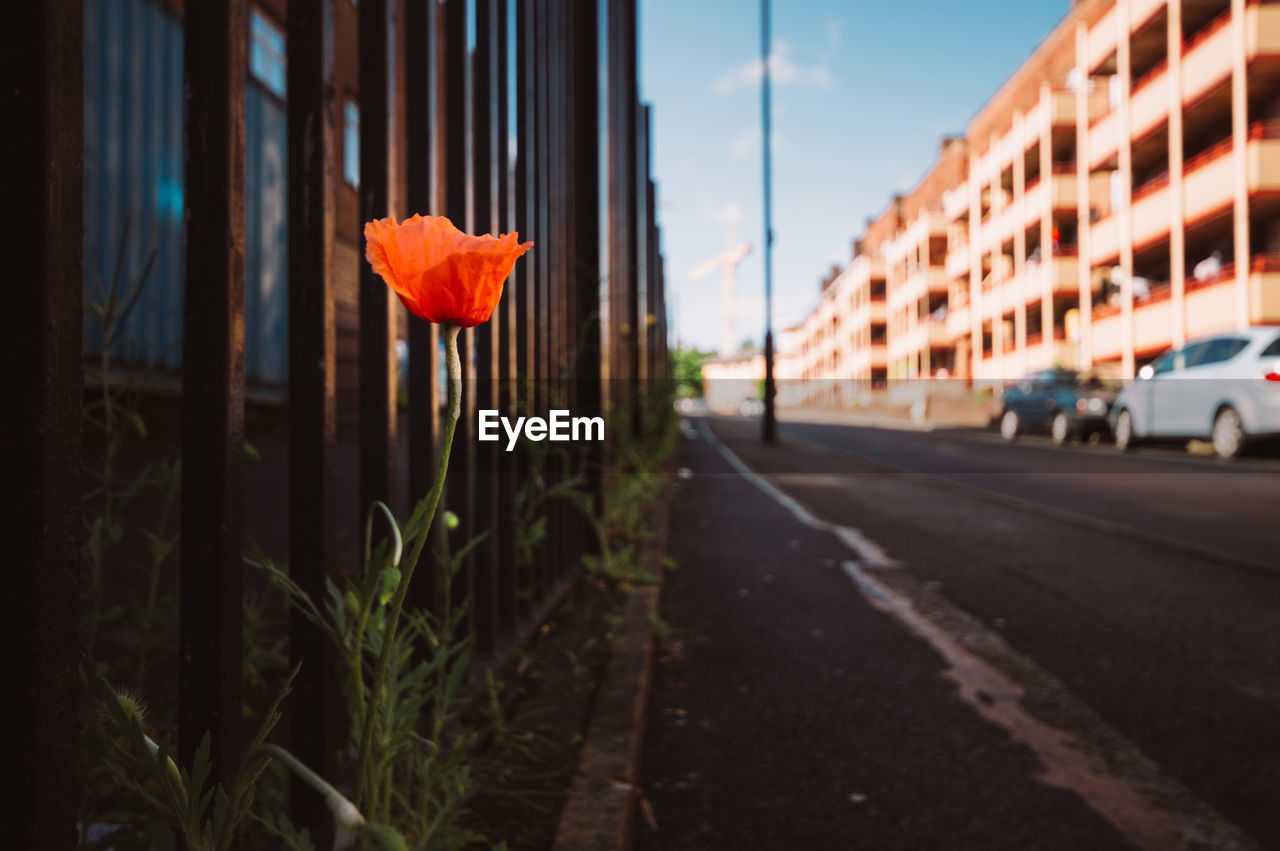 Flower by road against sky