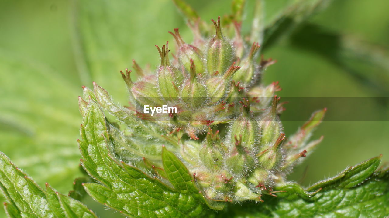 plant, green, nature, close-up, leaf, growth, plant part, no people, beauty in nature, macro photography, flower, bud, outdoors, day, environment, focus on foreground, land, food and drink, food, tree, social issues, freshness