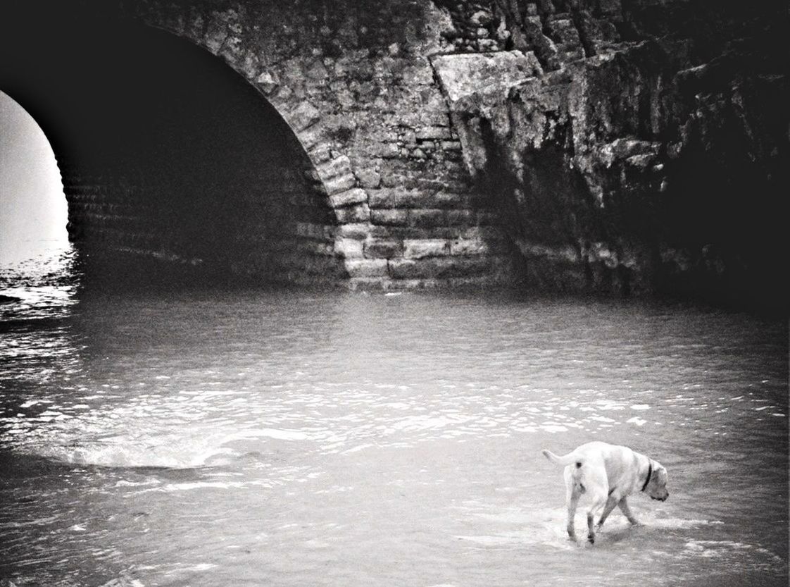 Dog walking in river against bridge