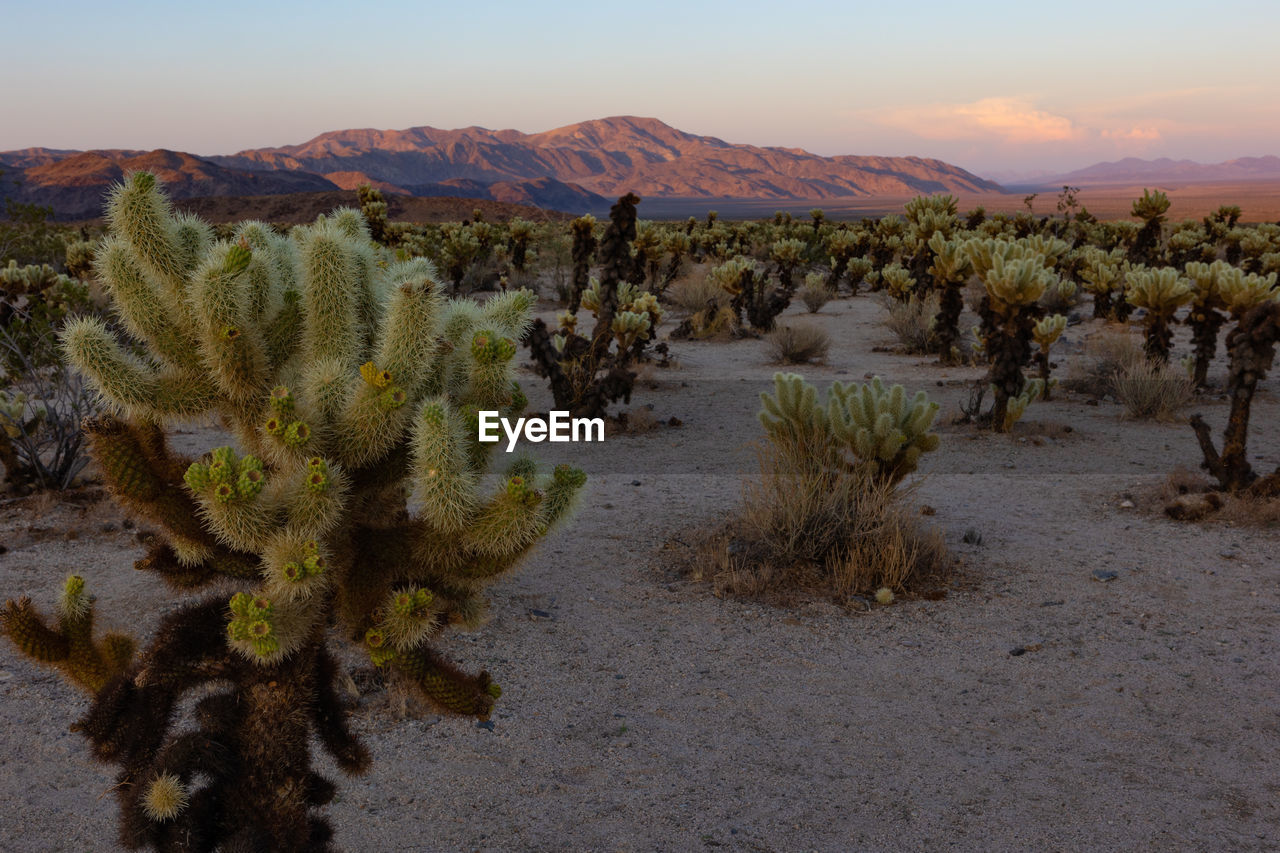 Sunset over cholla cacti in joshua tree national park