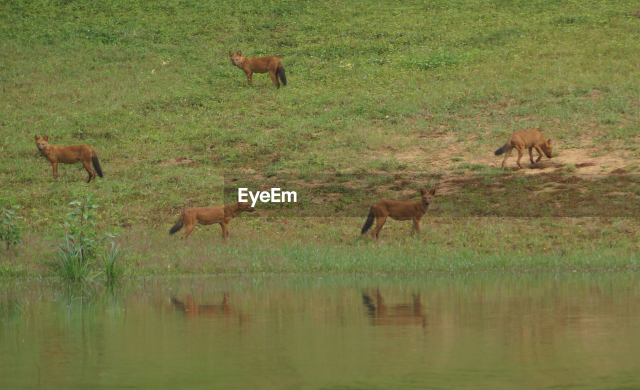 Indian wild dogs