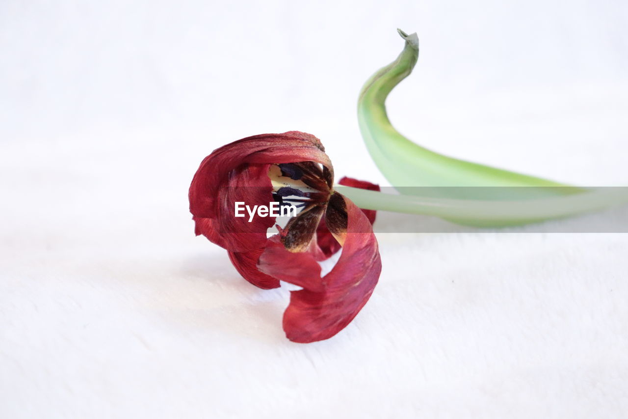 Close-up of red tulip against white background