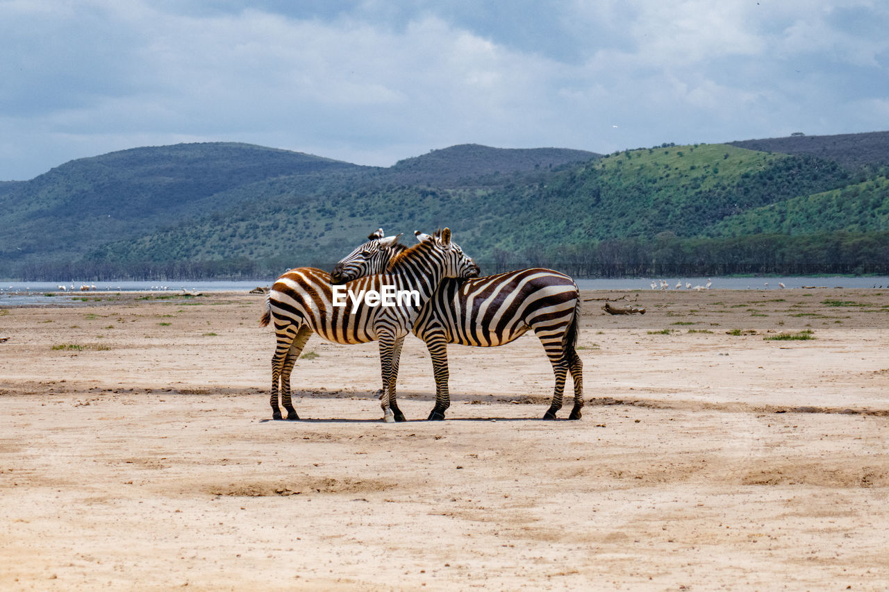 Two zebras hugging at lake nakuru national park, kenya on a sunny day