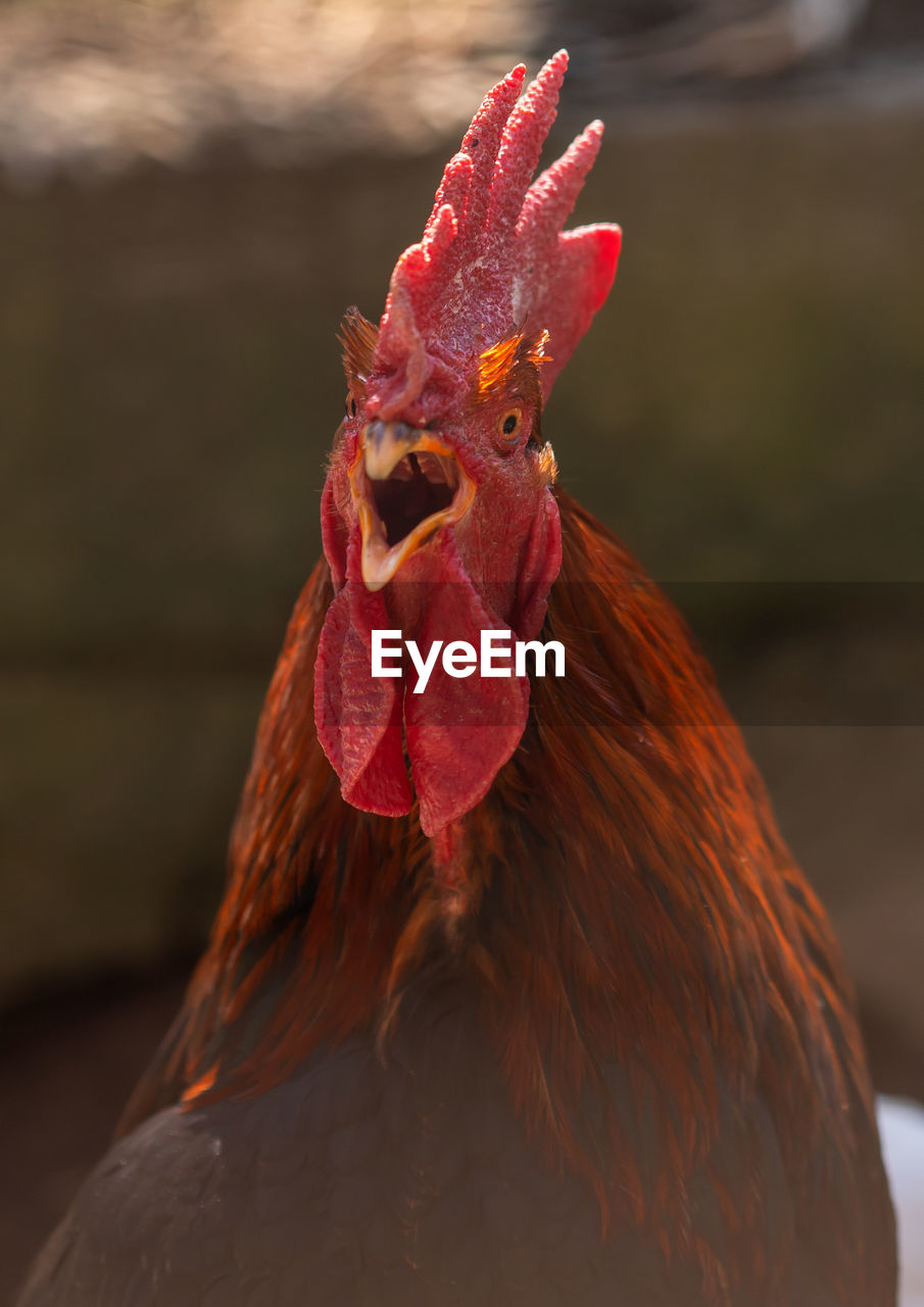 close-up of rooster on field