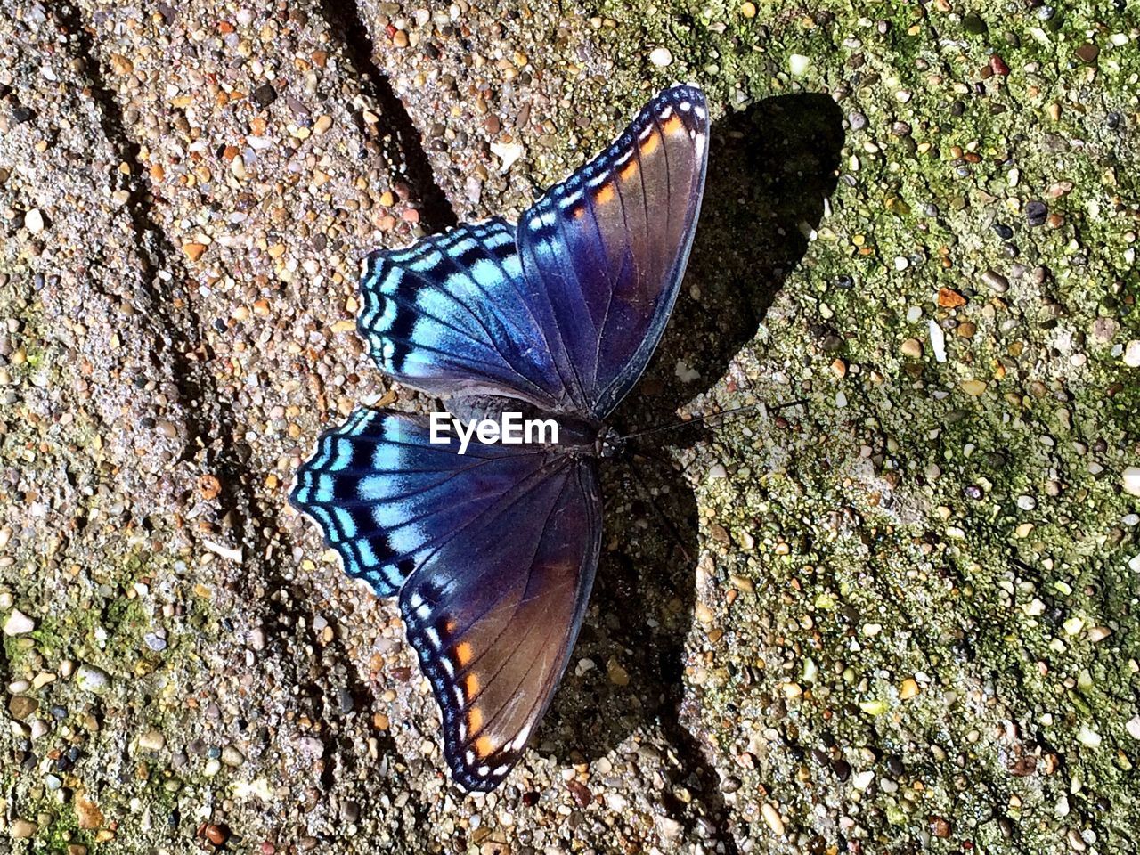 High angle view of butterfly on field