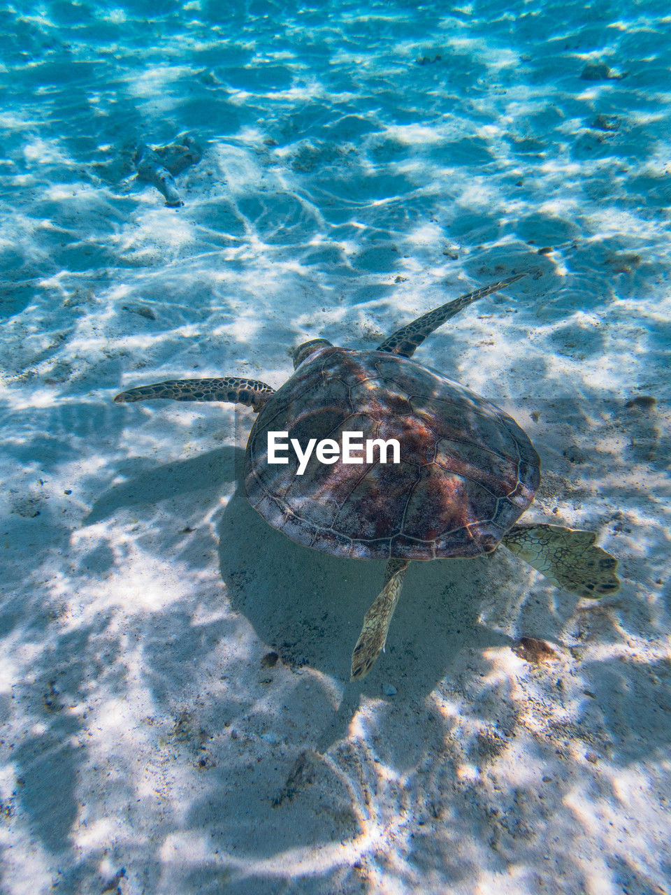 water, sea, ocean, marine biology, sea turtle, nature, animal, turtle, no people, animal wildlife, animal themes, wildlife, high angle view, day, sea life, one animal, sunlight, outdoors, swimming, beauty in nature, underwater, waterfront, reptile, marine, loggerhead sea turtle, reef, land, undersea, rippled