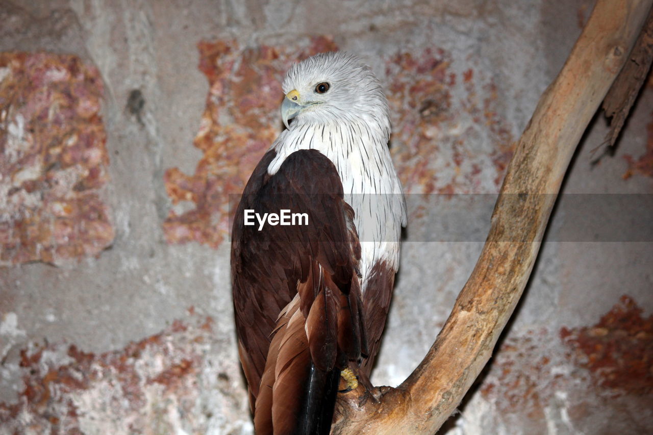 Close-up of brahminy kite perching on tree