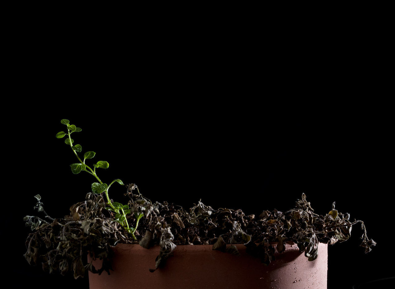 Close-up of wilted plant in flower pot against black background