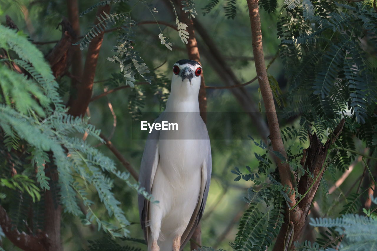 BIRD PERCHING ON A PLANT