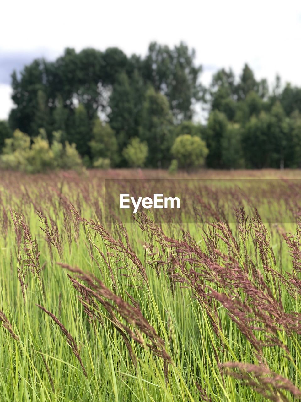 PLANTS GROWING ON FIELD