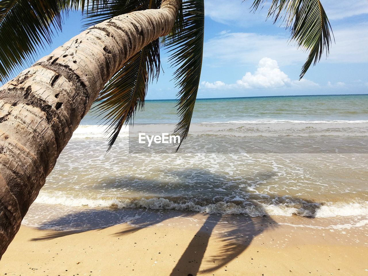 Coconut palm tree on shore at beach