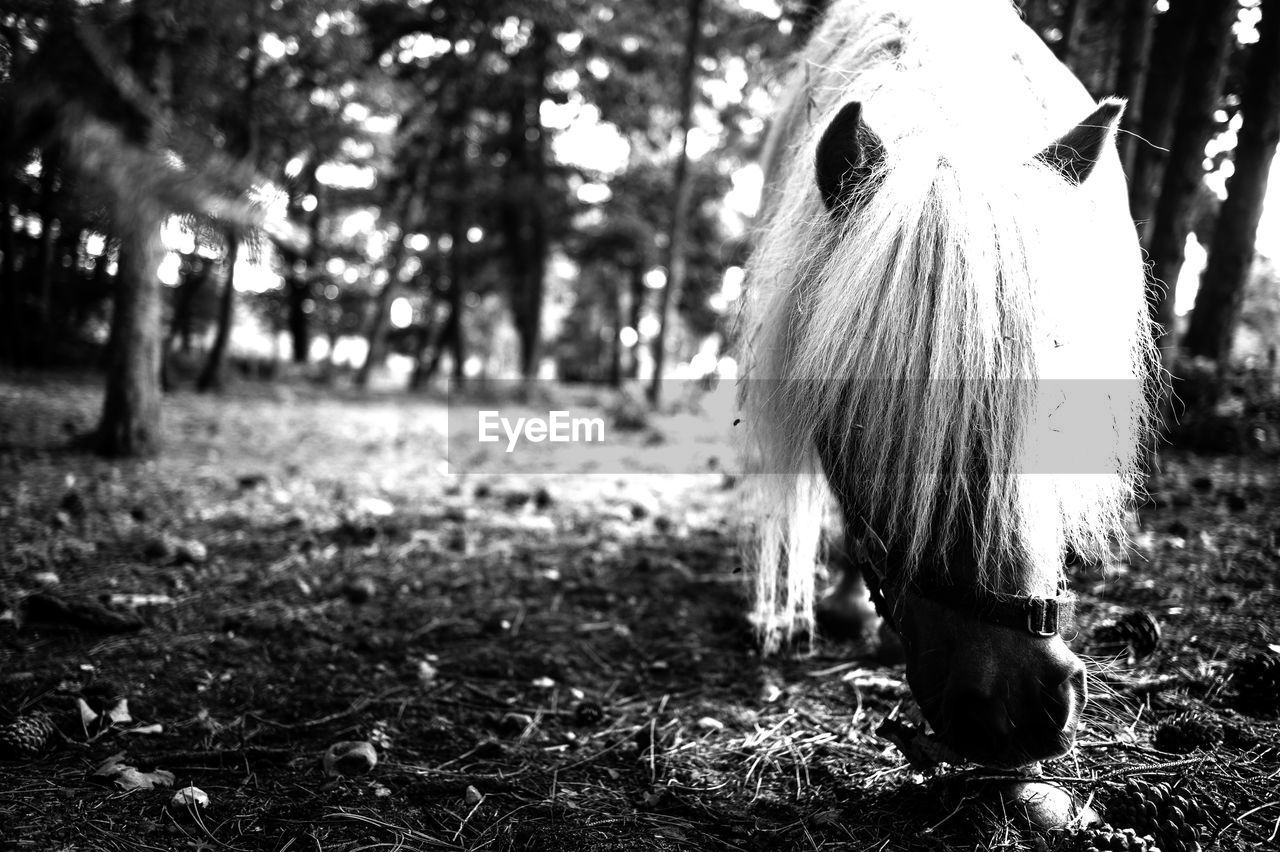 black and white, tree, plant, animal, animal themes, mammal, monochrome photography, monochrome, domestic animals, one animal, black, nature, white, land, focus on foreground, day, pet, horse, field, animal wildlife, livestock, no people, outdoors, darkness, grass