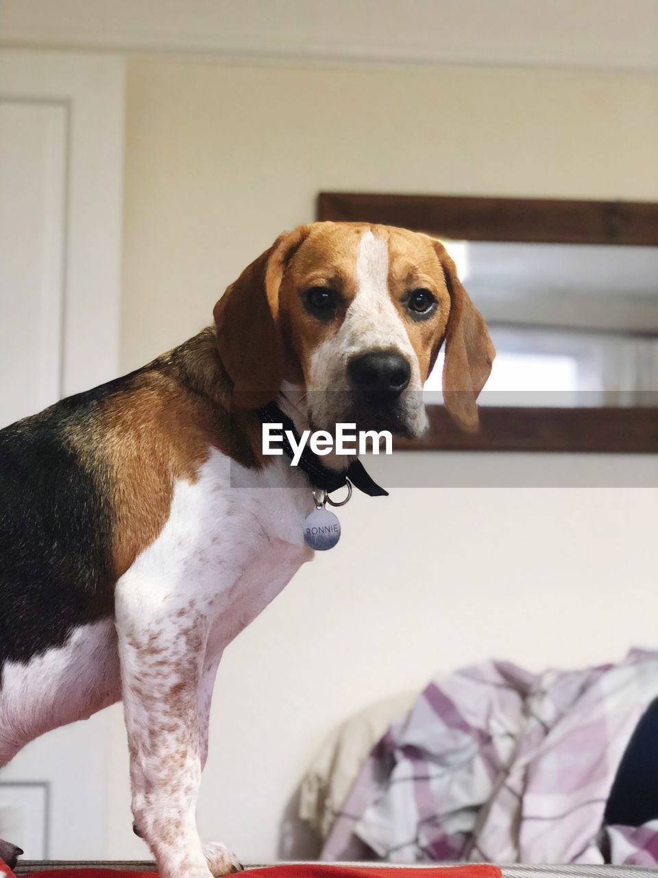 DOG LOOKING AWAY WHILE RELAXING ON BED