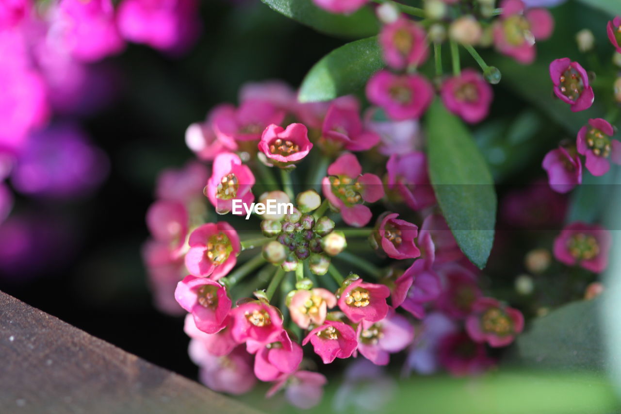 Close-up of pink flowering plant