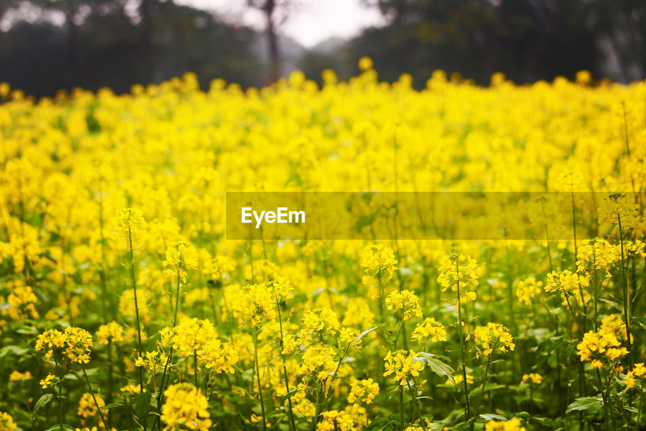 Scenic view of oilseed rape field