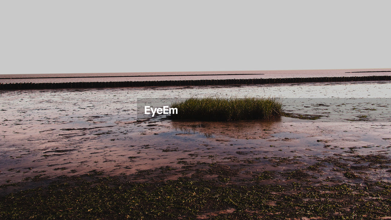 PLANTS ON BEACH AGAINST CLEAR SKY