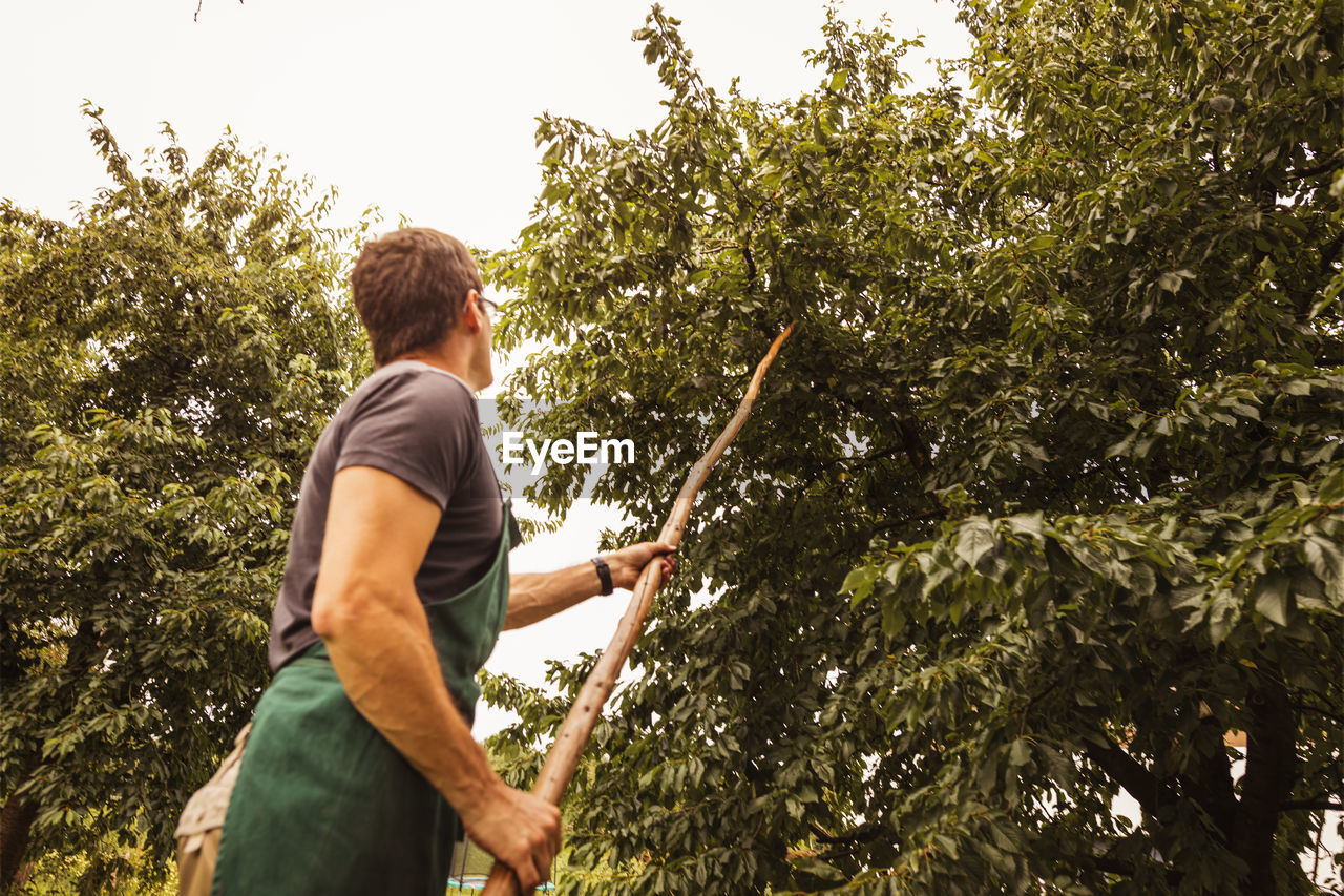 Man shaking tree during cherry harvest in orchard