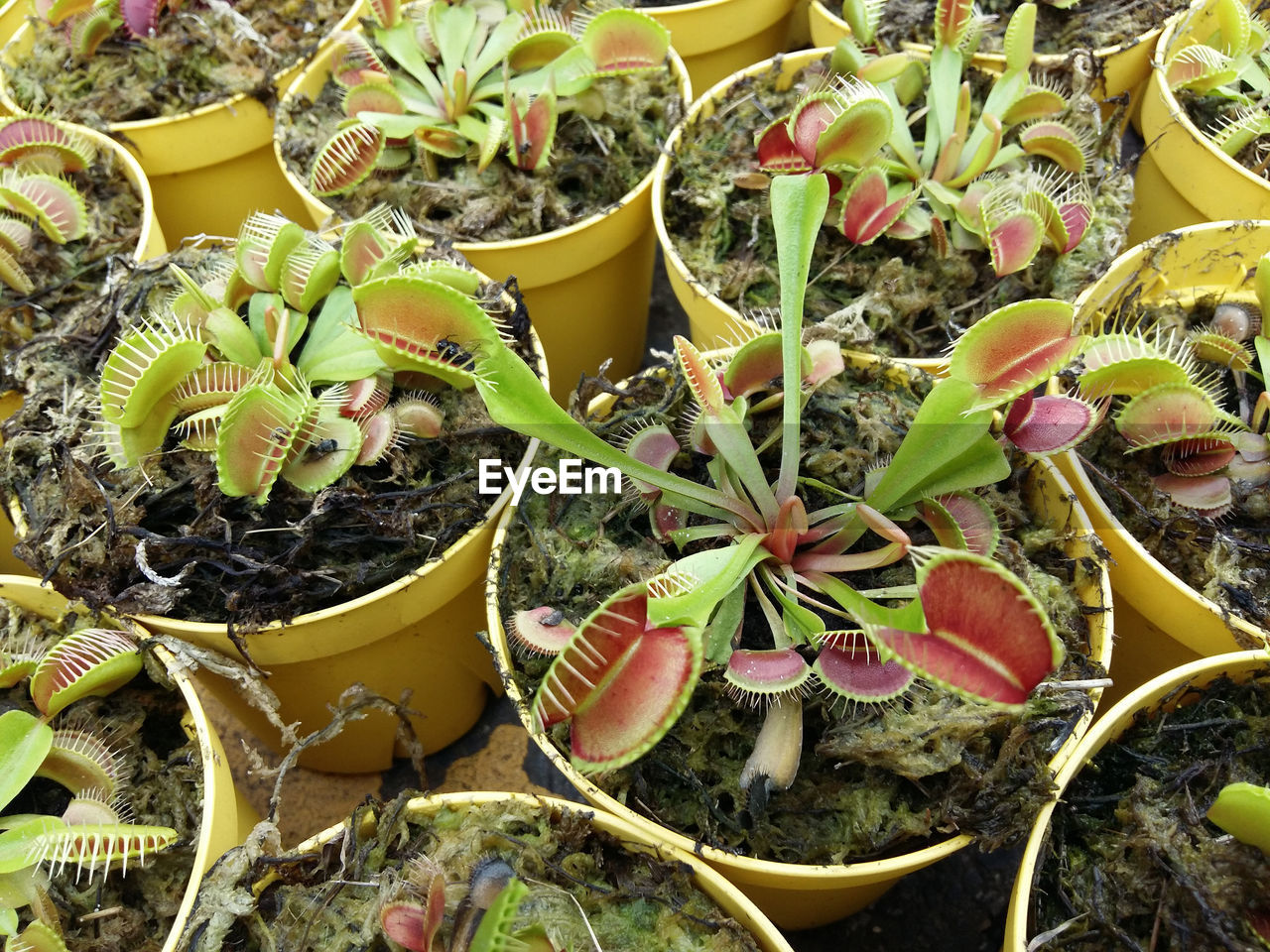 Carnivorous tropical flytrap pitcher plant,nepenthes species