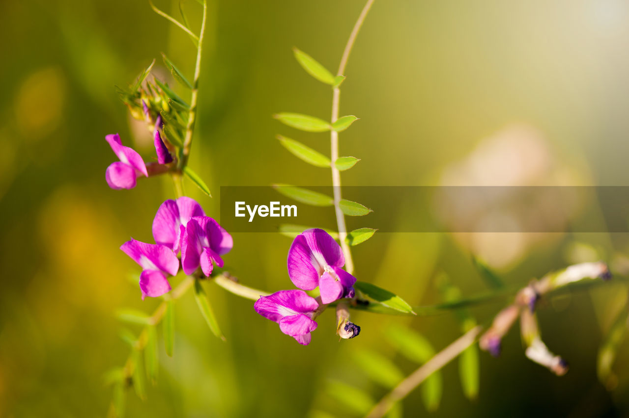 CLOSE-UP OF INSECT POLLINATING ON PURPLE FLOWER