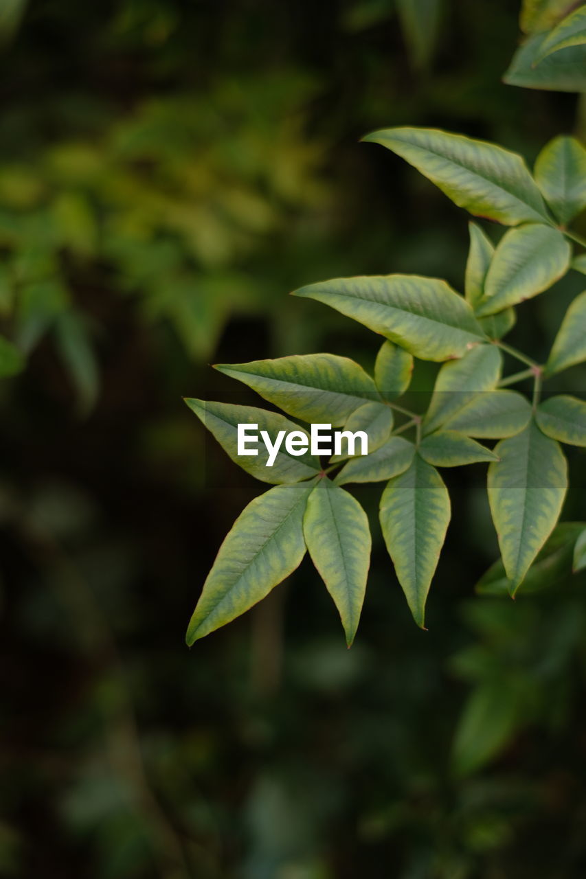 green, leaf, plant part, plant, flower, nature, growth, tree, beauty in nature, no people, close-up, shrub, outdoors, healthcare and medicine, environment, land, medicine, grass, macro photography, focus on foreground, social issues, food and drink, vegetation, food