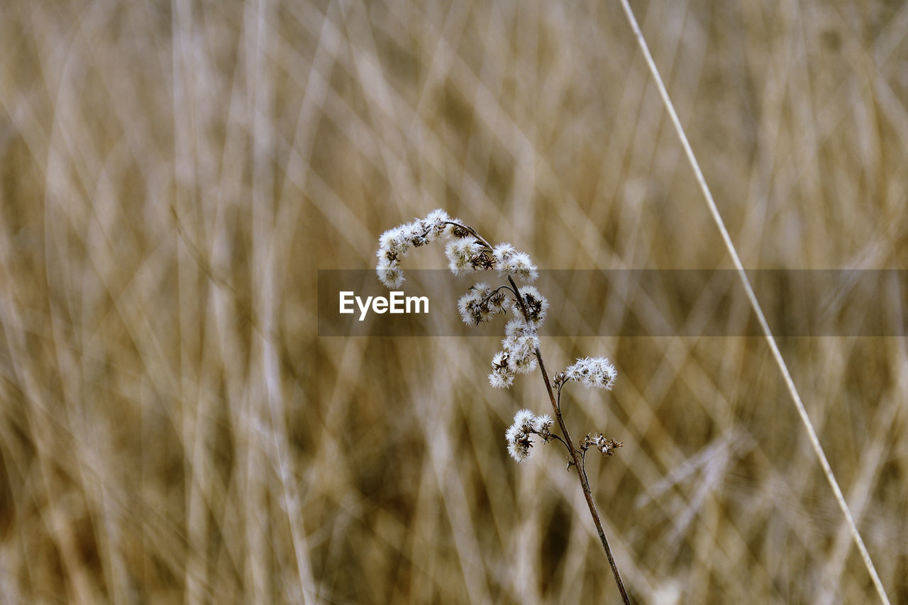 Close-up of crops on field