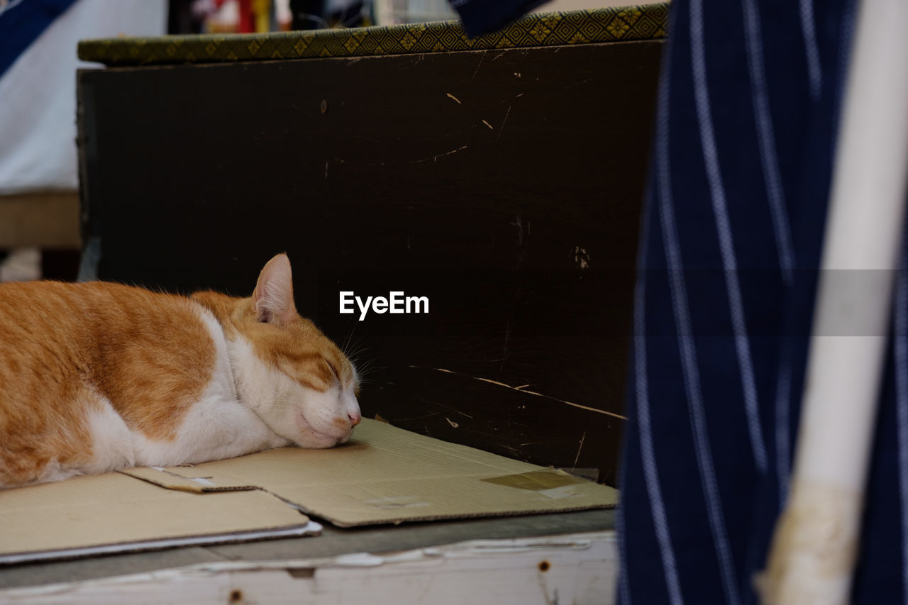 Close-up of a cat sleeping