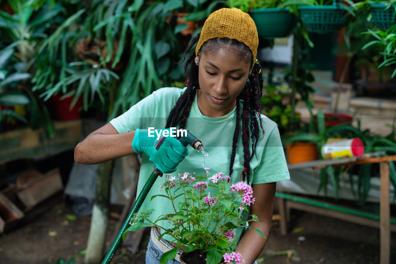 African american female gardener in gloves watering blossoming pentas lanceolata flower in hothouse