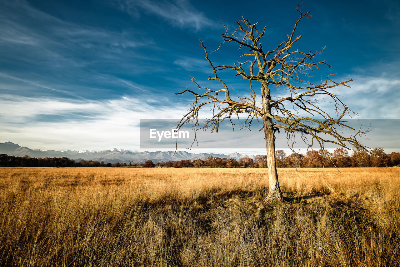 Bare tree on field against sky