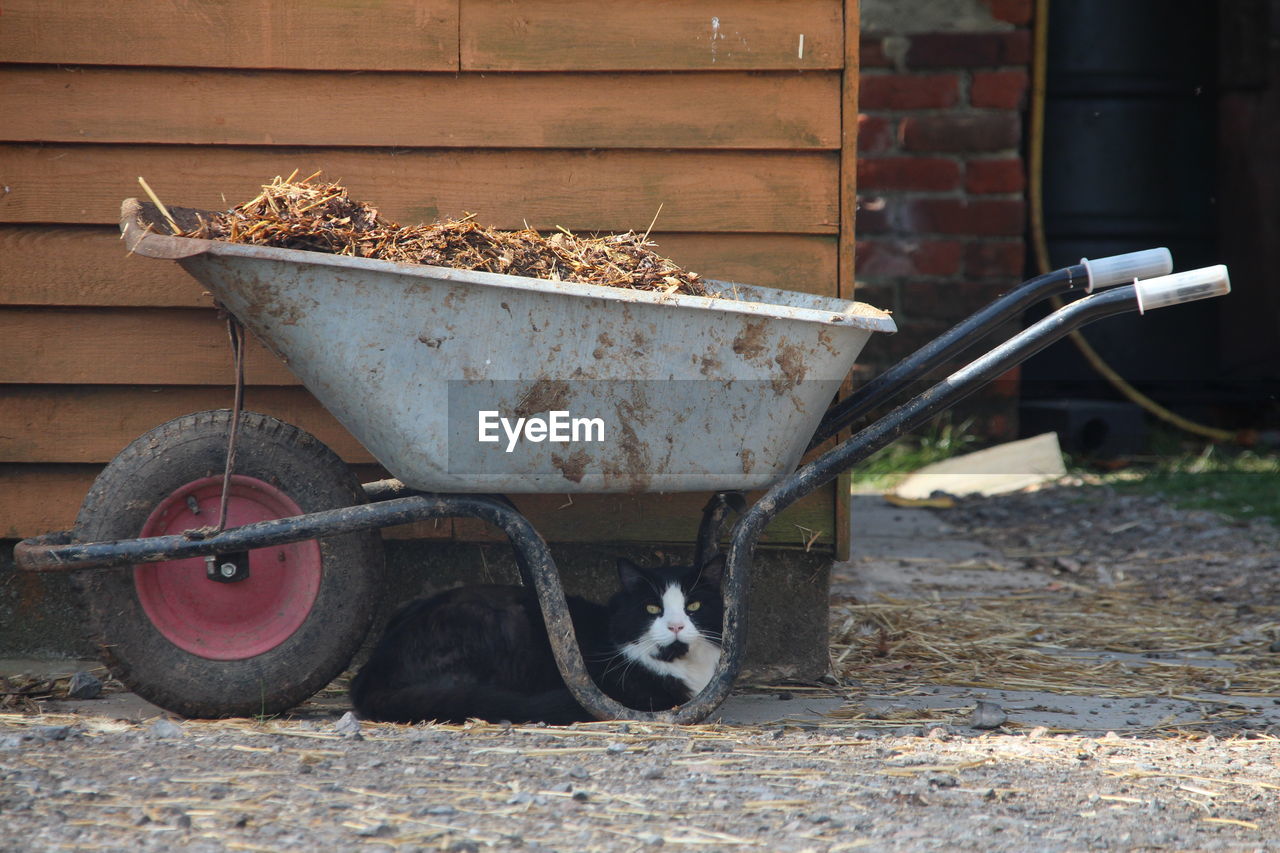 Cat and wheelbarrow