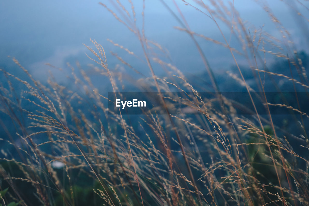 Close-up of stalks in field against sky