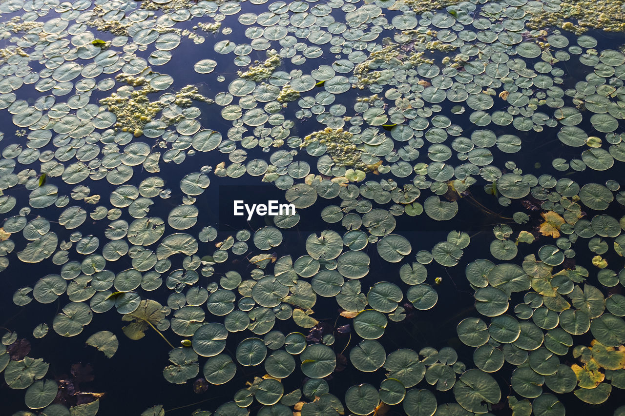 Full frame shot of leaves floating on water in lake 