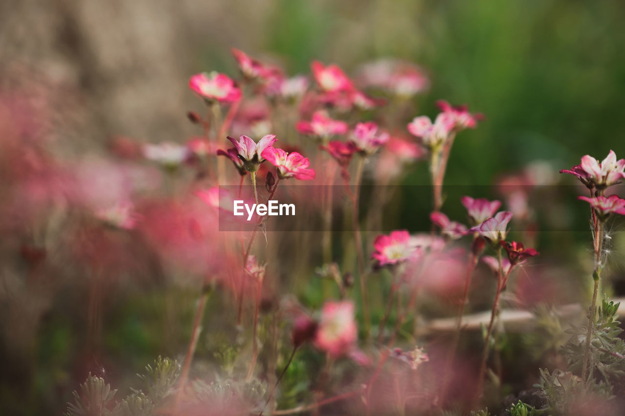 Beautiful Garden Flowers Beauty In Nature Close-up Day Flower Flower Head Flowering Plant Fragility Freshness Garden Growth Inflorescence Nature No People Outdoors Petal Pink Color Plant Selective Focus Vulnerability