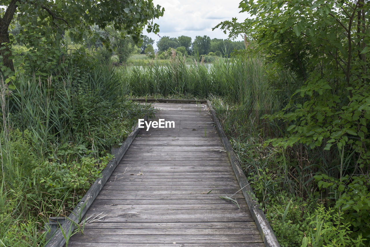 BOARDWALK LEADING TO FOREST