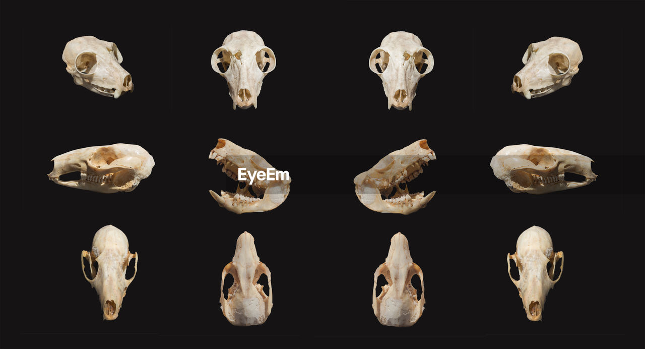 Digital composite image of artificial animal skull against black background