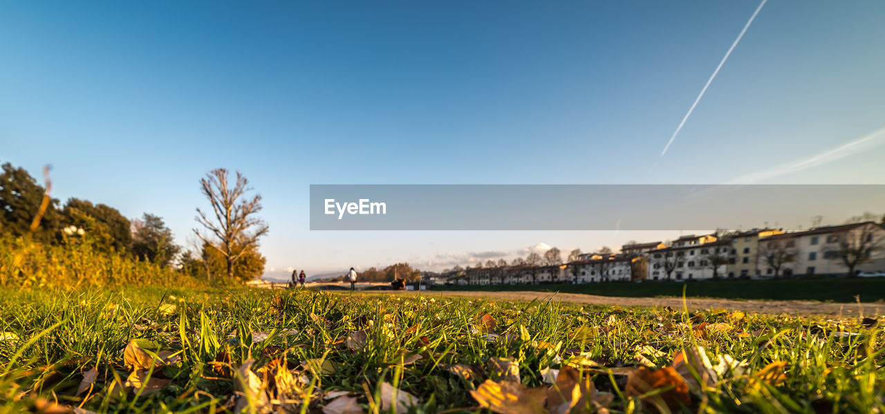 Plants growing on landscape against clear sky