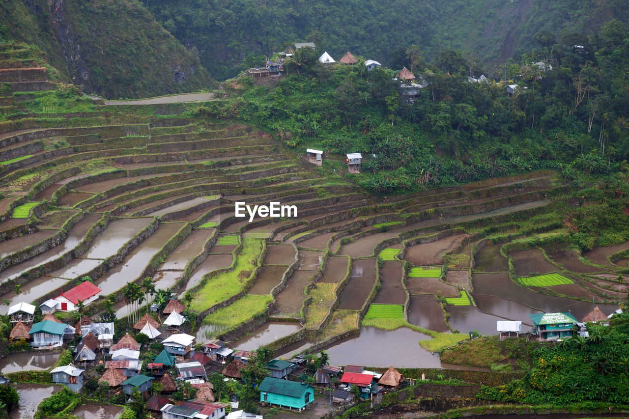 HIGH ANGLE VIEW OF TREES ON FIELD