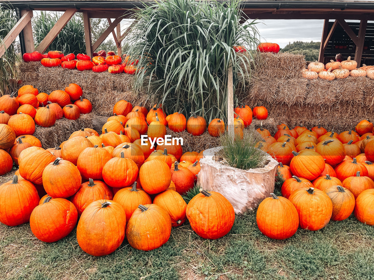 ORANGE PUMPKINS IN MARKET