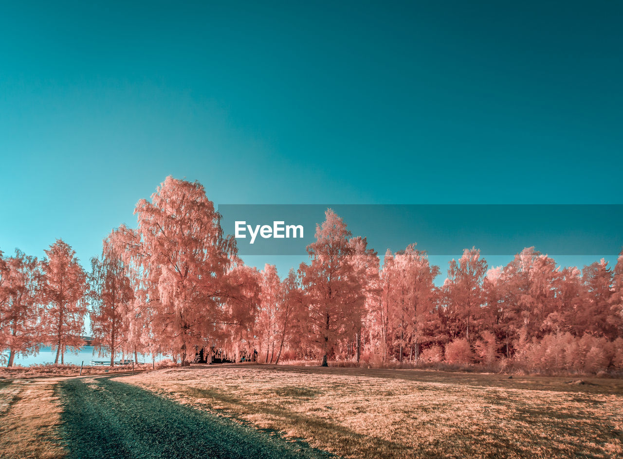TREES ON FIELD AGAINST BLUE SKY