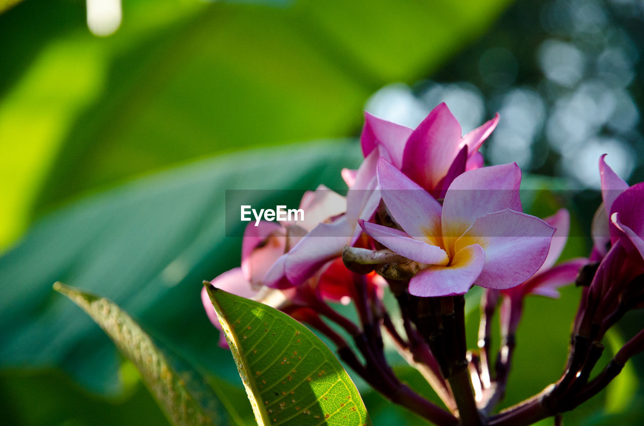 CLOSE-UP OF PINK FLOWERING PLANTS