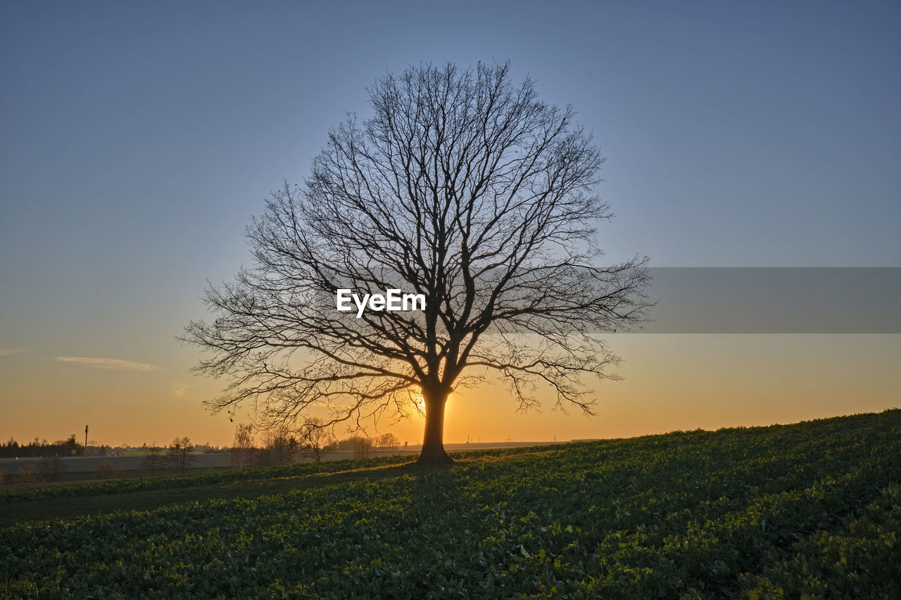 SILHOUETTE BARE TREE ON FIELD AGAINST CLEAR SKY