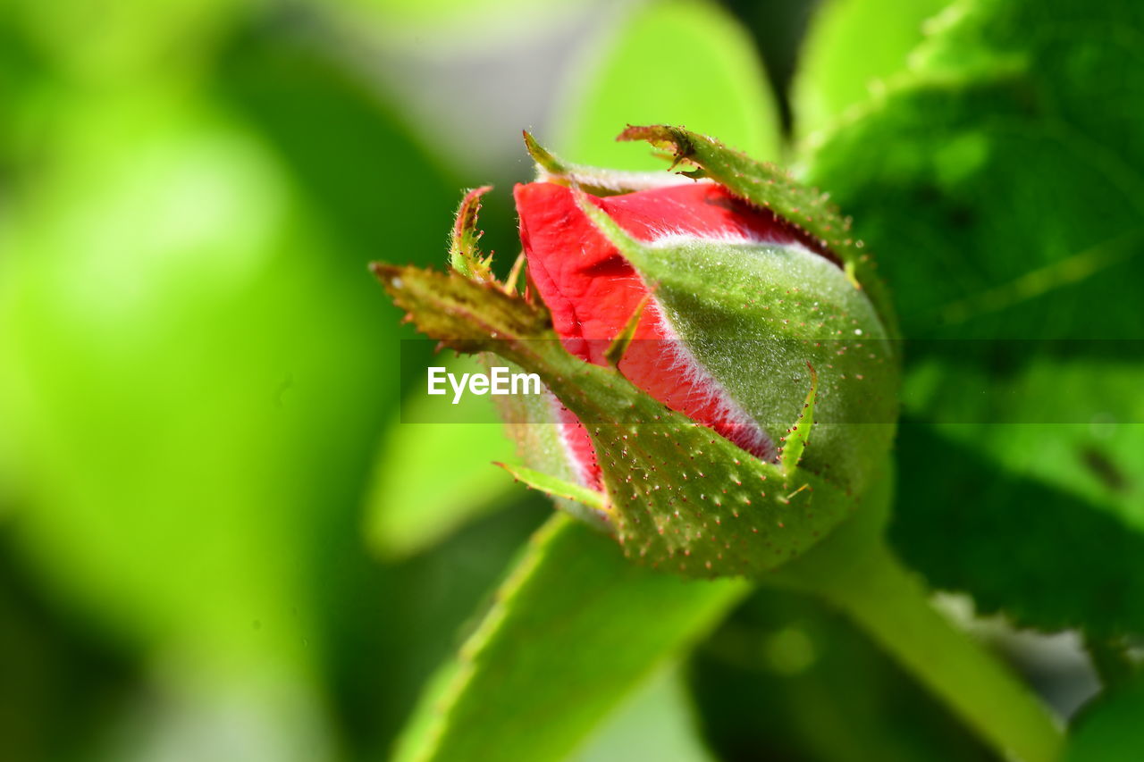 CLOSE-UP OF RED LEAF ON PLANT