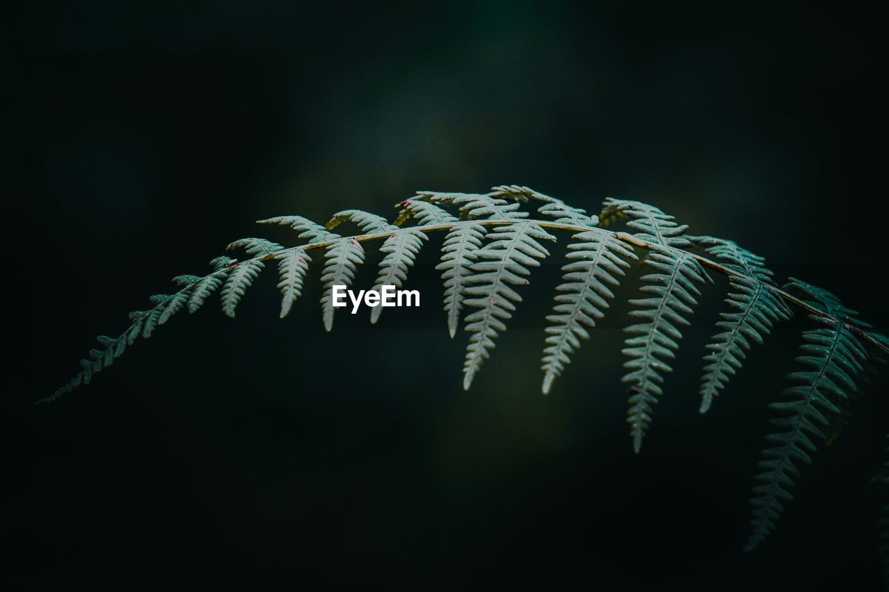 The fern in the mountain