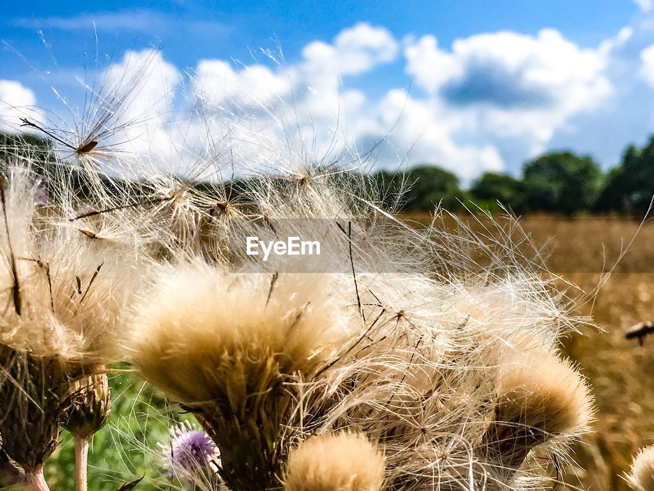 Close-up of flowers growing in field