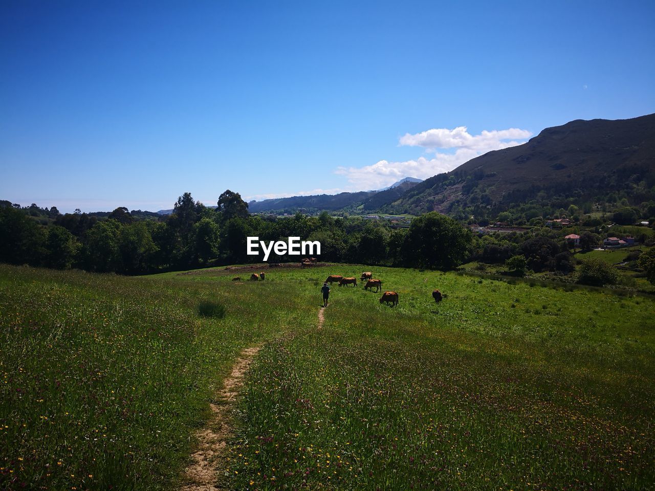 SCENIC VIEW OF GREEN FIELD AGAINST SKY