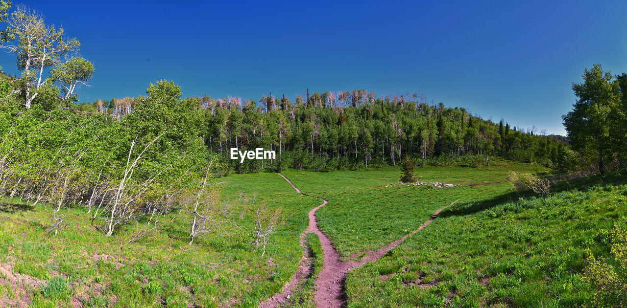 plant, land, landscape, tree, sky, environment, scenics - nature, nature, growth, beauty in nature, field, agriculture, natural environment, green, meadow, no people, tranquility, rural scene, vegetation, blue, tranquil scene, mountain, forest, outdoors, clear sky, wilderness, ridge, grass, day, flower, non-urban scene, crop, plateau, grassland, travel, food and drink, woodland, rural area