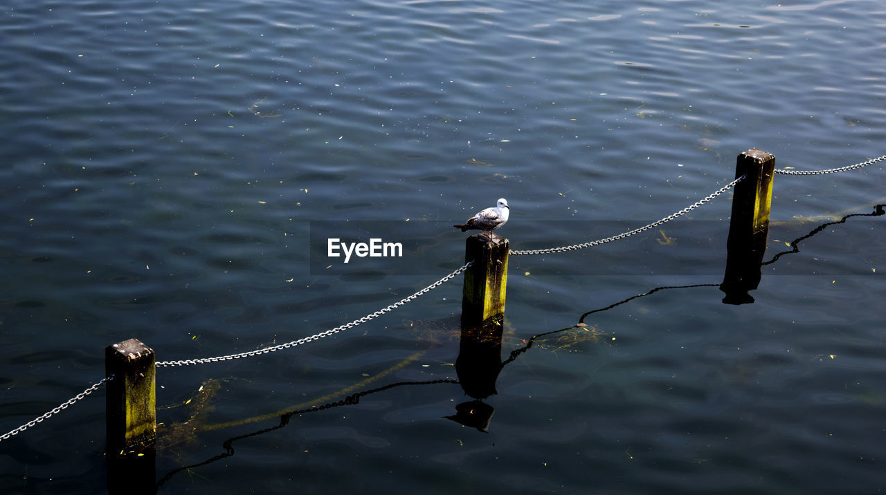 Bird perching on wooden post over river