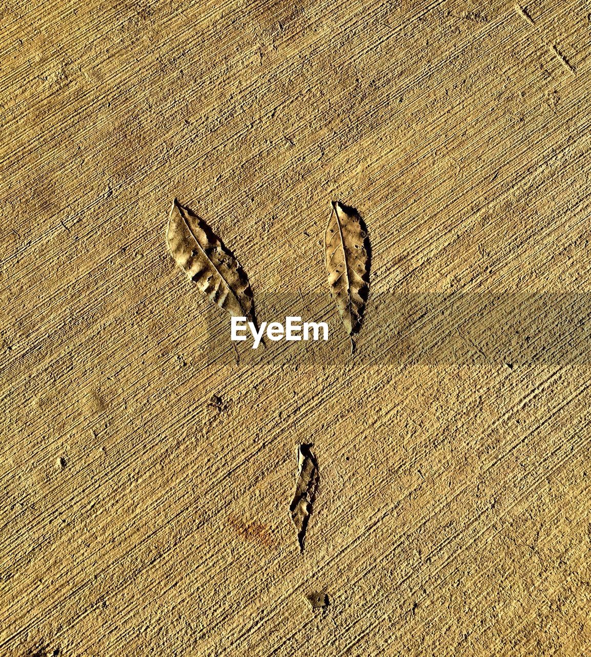 High angle view of fallen leaves on ground