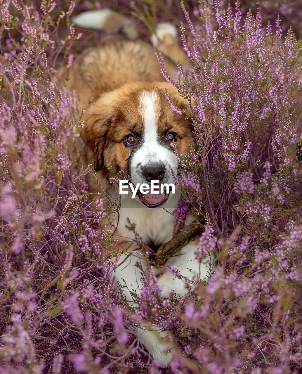 Portrait of a dog on field